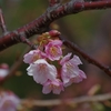 浦安でも河津桜が咲きましたよ！！