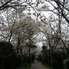 2006年4月9日の桜
