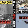 春シーバス・磯マルはデイゲームが熱い！ベイトを探して良型爆釣