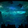 新江の島水族館　[藤沢市]
