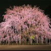 2019年　桜開花は3/17福岡から。満開予想は3/30頃。お花見スポットランキング。いつ、どこで、誰と見ますか？