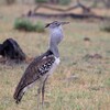 アフリカオオノガン(Kori Bustard)