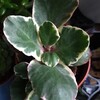 🌵多肉植物   植え替え待ちの多肉さん  安曇野錦  他🌵