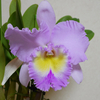 原稿執筆中に開花したお花たち