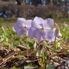 高萩森林公園の春