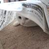 新聞の主