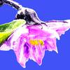 ナスの花を見て生育状況や肥料の過不足を見極める方法！