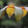 雨上がりの朝。