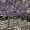 北九州市八幡西区【吉祥寺】藤の花が境内を美しく覆う