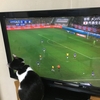 ウチの猫ちゃん、サッカー日本対エクアドル戦を観戦！！