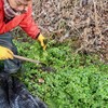 「佐久の季節便り」、天水（てんすい）産・芹（せり）を、七草粥に…。