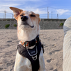 海まで来てしまった脚の悪い飼い主と喜んだ犬。