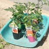 トマトとナスの植え付け