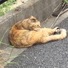 白菜 しいたけ にーんじん♪