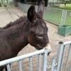 【子どもとおでかけ】Elsenhove緑地（動物公園）に行ってきた