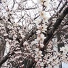 桜、咲く