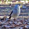 イカルと狢窪公園に期待