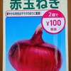 【栽培断念】「赤タマネギ」を半水耕で栽培中。収穫は半年後の来春を予定しています