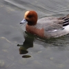 鳥のいる公園