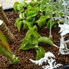 ポインセチアの挿し木 新 ぼちぼち植物などを