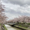 今年の桜