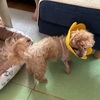 禿同？いやハゲ同？