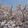 奥多摩湖 紅葉 ２０２２年 現在 見ごろに？