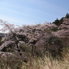 ４．１２．（土・晴れ）八王子城址での花見。大黒屋。