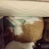  ねこ写真#19