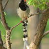 労働公園の野鳥を紹介（２０２０　０５１３）早朝探鳥　その４。