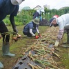 赤タマネギ豊作　農業講座有終