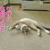 猫じゃらしアクロバティックキャッチ大会