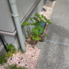 Pruning mosquito-repellent grass.