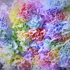 colorful　Carnation