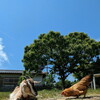 ヤギの散歩と子育て