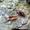 真夏のゴキブリ散策