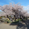 東京の桜・2022締めくくり２