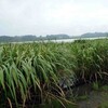  恐るべし、浮葉植物