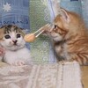 なんか、良いものを見た(^^)/