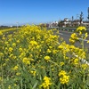 【観光】江戸川の菜の花