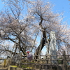 「石戸蒲桜」の見学