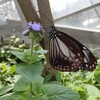 目指せコンプリート！〜②多摩動物公園