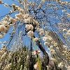 🌸今日の湯島天神⛩️