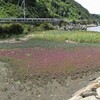 塩湿地が浚渫された