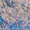 【Z 7 & NIKKOR Z 24mm f/1.8 S & Z 70-200mm f/2.8 VR S・仙台】仙台市青葉区桜まつり巡り。April 2023