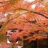 紅葉狩―北鎌倉―