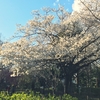 桜探し散歩