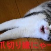 猫の爪切り嫌がらずに上手に切るコツと頻度はどのくらい？