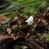 早春の野の花　ホソバナコバイモ