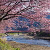 【河津桜】一足早い春を満喫できる「河津桜まつり」の見どころを紹介